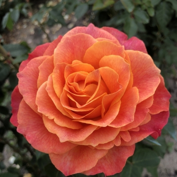 Rosa - hybride - Better Times® - KORtimbett